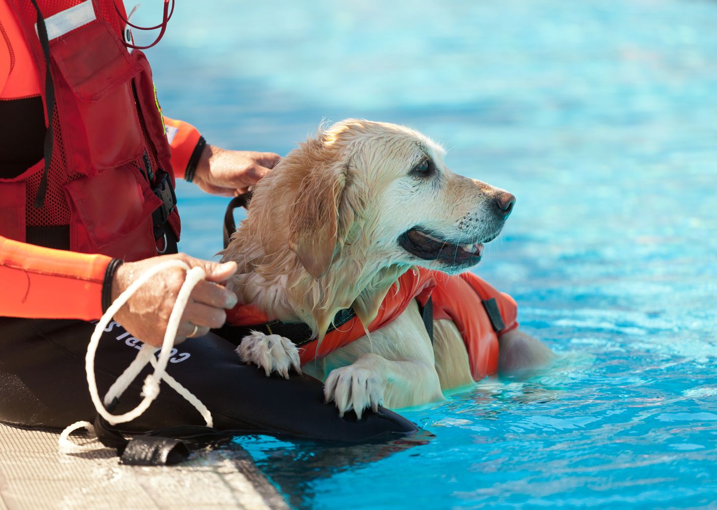 Italian Dogs Train to Become Lifeguards | Happy Headlines